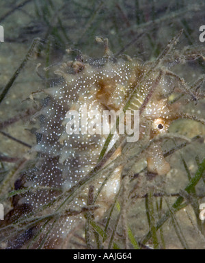 Dornige Seepferdchen Hippocampus Guttulatus an der Atlantikküste von Portugal in der Nähe von Faro am häufigsten gefunden UK Irland Nord-Norwegen Stockfoto