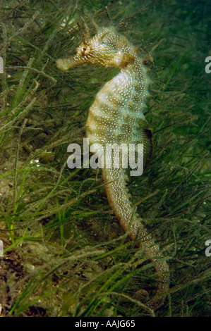 Dornige Seepferdchen Hippocampus Guttulatus an der Atlantikküste von Portugal in der Nähe von Faro am häufigsten gefunden UK Irland Nord-Norwegen Stockfoto