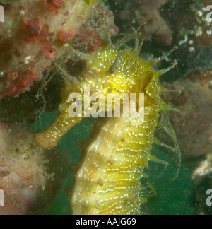 Dornige Seepferdchen Hippocampus Guttulatus an der Atlantikküste von Portugal in der Nähe von Faro am häufigsten gefunden UK Irland Nord-Norwegen Stockfoto