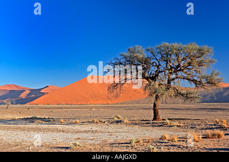 Einsame Camel Thorn Tree in Wüste Stockfoto