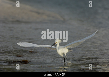 Snowy Egret Egretta thula Florida USA hunting for fish Stockfoto