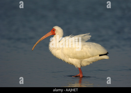 Weißer Ibis Eudocimus Albus Florida USA Zucht Erwachsenen zu Fuß in Wasser Stockfoto
