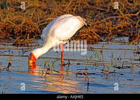 Yellow Billed Storch Stockfoto