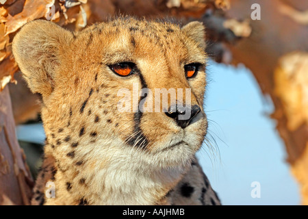 Gepard-Portrait Stockfoto