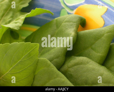 Salat-Nahaufnahme, selektiven Fokus Stockfoto
