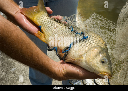 Mann, der Karpfen auf eine Fischzucht, Stockfoto
