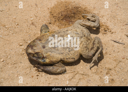 Toter Frosch liegend in der Mitte der Piste Stockfoto