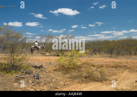 Stand der brasilianischen Nordosten Cowboy auf Pferd Stockfoto