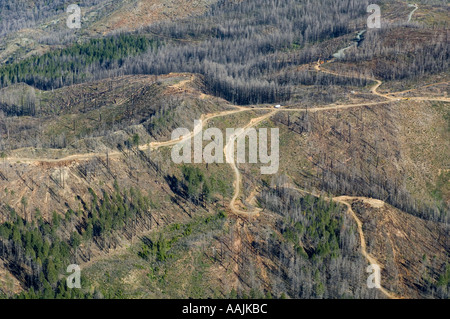 USA OREGON Siskiyou Mountains, KALMIOPSIS Wildnis, Reste von Keks Feuer 2002, Bergung Protokollierung im alten Wald Stockfoto