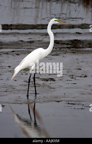 Silberreiher in Salz-Sumpf bei Ebbe Stockfoto