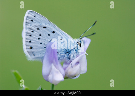 Schmetterling silbrig blau (Glaucopsyche Lygdamus) männlichen Cascade-Siskiyou National Monument, Siskiyou Berge Southern Oregon Juni Stockfoto