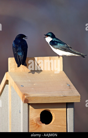 Baum-Schwalben im Gespräch über Vogelhaus Stockfoto