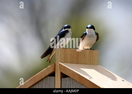 Baum-Schwalben auf Birdbox rechts Stockfoto