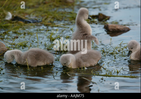 Höckerschwan Cygnus olor, Hühner, die in den See Vansjø in Østfold, Norwegen. Vansjø ist ein Teil des Wassers, das System namens Morsavassdraget. Stockfoto