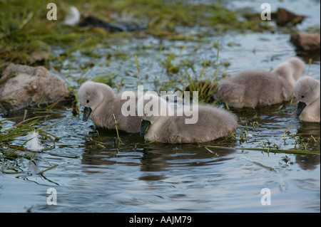 Höckerschwan Cygnus olor, Hühner, die in den See Vansjø in Østfold, Norwegen. Vansjø ist ein Teil des Wassers, das System namens Morsavassdraget. Stockfoto