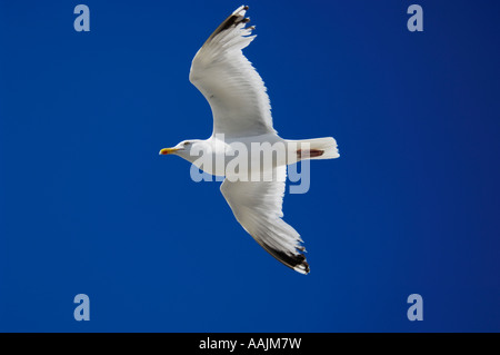 Eine europäische Silbermöwe in leicht in einem klaren blauen Himmel. Stockfoto