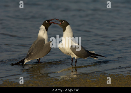 Lachend Gull Larus anzeigen Atricilla Florida USA paar in der Werbung Stockfoto
