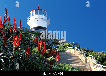 Blühende Aloen mit Cape Point Lighthouse im Hintergrund Südafrika Stockfoto