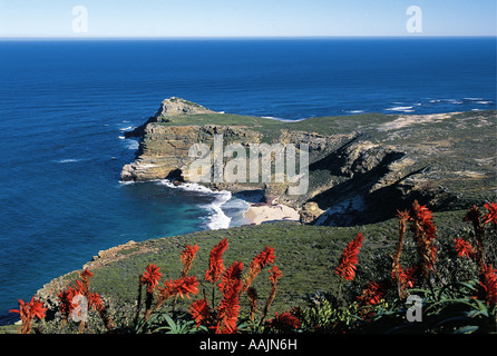 Blühende Aloen vor Diaz Beach Cape Point Südafrika Stockfoto