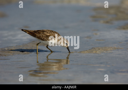 Wenigsten Strandläufer Calidris Minutilla Florida USA bohrenden Schlamm für Lebensmittel Stockfoto