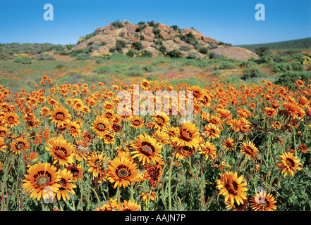 Frühling Blumen Western Cape-Südafrika Stockfoto