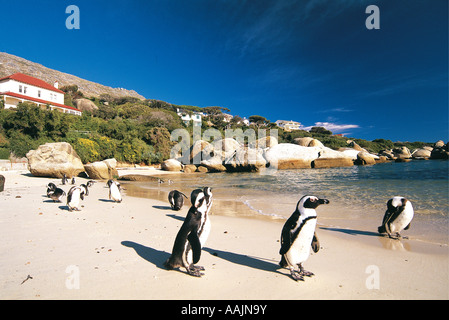 Black footed Jackass Pinguine bei The Boulders Simons Town Western Cape South Africa Stockfoto