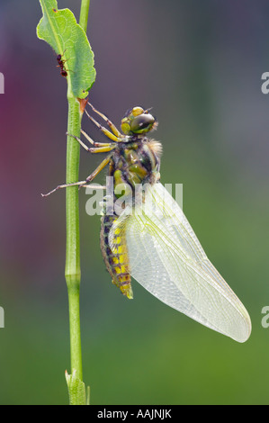 Kürzlich aufgetauchte breiten Bodied Chaser Libelle Stockfoto