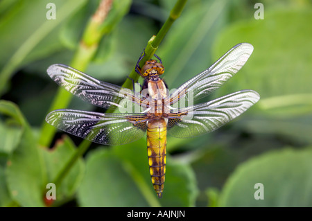 Kürzlich aufgetauchte breiten Bodied Chaser Libelle Stockfoto