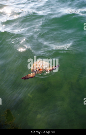 GRIECHENLAND-IONISCHE ZAKYNTHOS INSEL EINE UNECHTE KARETTSCHILDKRÖTE CARETTA CARETTA SCHWIMMEN IM MEER ZWISCHEN ZAKYNTHOS UND CEPHALLONIA Stockfoto