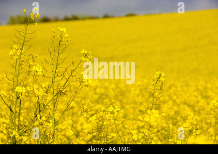 Nahaufnahme gelber Rapsblüten Stockfoto