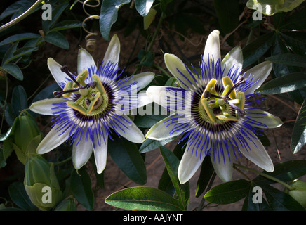 Passiflora Caerulea Passionsblume Stockfoto