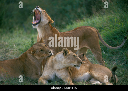 Löwen (Panthera Leo) Masai Mara Reserve Kenia Stockfoto