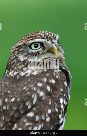 Steinkauz (Athene Noctua) Stockfoto