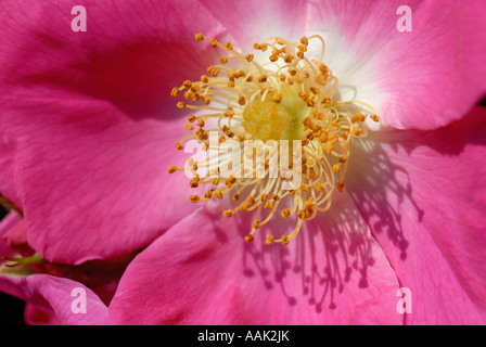 Dog Rose Blume Nahaufnahme Stockfoto