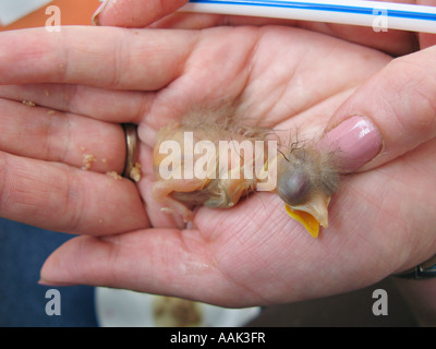 Tag alte Starling Küken wird von Hand aufgezogen nach von Familienkatze South Wales UK ins Haus gebracht wird Stockfoto