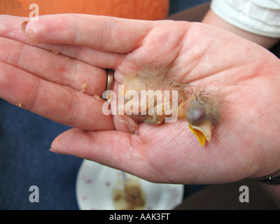 Tag alte Starling Küken wird von Hand aufgezogen nach von Familienkatze South Wales UK ins Haus gebracht wird Stockfoto