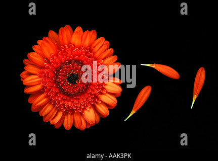 Orange Gerbera auf schwarzem Hintergrund Stockfoto