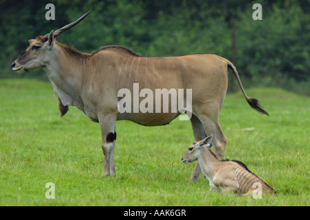 Gemeinsame Eland mit Baby - Tragelaphus Oryx Stockfoto