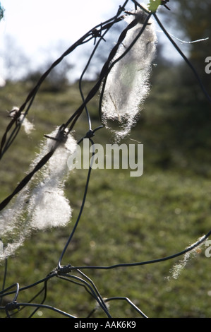 Bild von Schafen Wolle hinterlassen einen Stacheldraht Zaun Hintergrundbeleuchtung von strahlendem Sonnenschein Stockfoto