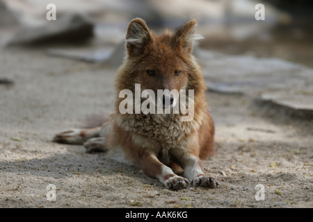 Dhole - Cuon alpinus Stockfoto