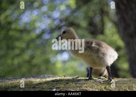 Graugans - Anser anser Stockfoto