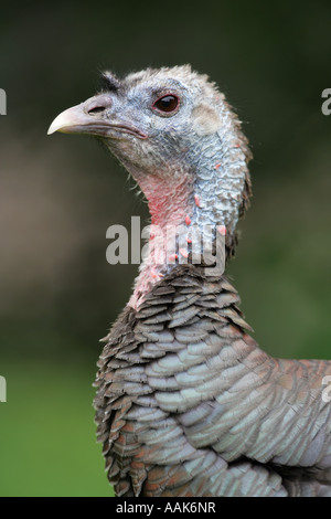 Frauenporträt Wildtruthahn - Meleagris gallopavo Stockfoto