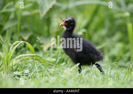 Teichhühner - Gallinula chloropus Stockfoto