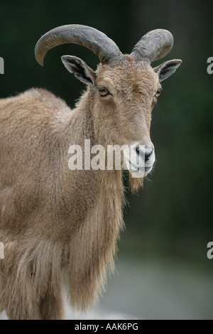 Mähnenspringer - Ammotragus lervia Stockfoto