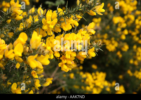 Nahaufnahme von Ginster Strauch in Branscombe, Devon England Stockfoto