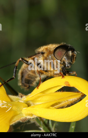 Frontale Ansicht der Drohne fliegen Eristalis Tanax auf Gorse Flower UK hautnah Stockfoto