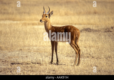 Männliche Bohor andere stehen in den offenen Serengeti Nationalpark Tansania Ostafrika Stockfoto