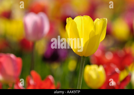 Tulpe Blumen an Wooden Shoe Tulip Firma Willamette Valley Oregon Stockfoto