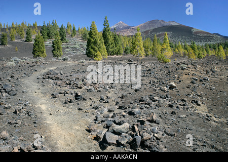 Pinar de Chio ist ein Wald aus Kiefern in der Nähe von El Teide Berg auf der Insel Teneriffa auf den Kanarischen Inseln Stockfoto