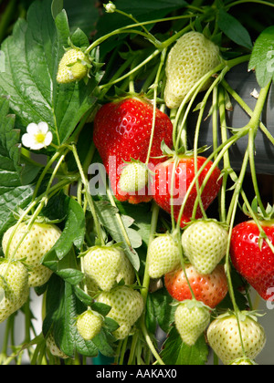 Erdbeere Pflanze mit Reifen und unreifen Früchte und Blumen Stockfoto